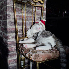 サンタ帽子 ニット帽 猫 壁紙張り... 猫用サンタ帽を編みました。
耳出し穴がポ…(1枚目)