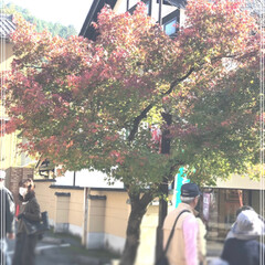 秋 岐阜 谷汲山に行きまし紅葉🍁祭りやってた…(6枚目)