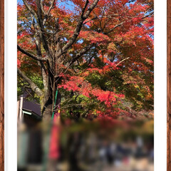 秋 岐阜 谷汲山に行きまし紅葉🍁祭りやってた…(2枚目)