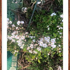 ユキヤナギ/小さい春 ユキヤナギのピンクのが咲きました 
この…(3枚目)