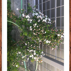 ユキヤナギ/小さい春 ユキヤナギのピンクのが咲きました 
この…(1枚目)