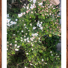 ユキヤナギ/小さい春 ユキヤナギのピンクのが咲きました 
この…(2枚目)
