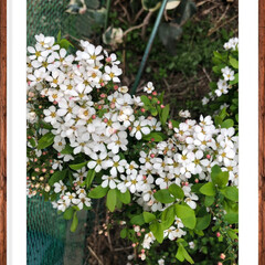 ユキヤナギ/小さい春 開花して3日目だから1番見頃かしら❤️(3枚目)