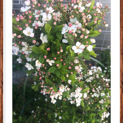 ユキヤナギ/小さい春 ユキヤナギのピンクのが咲きました 
この…(4枚目)