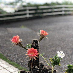 サボテン 職場のサボテン☆昨日花が咲きました♡かわ…(2枚目)