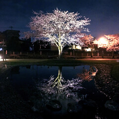 春/桜/グリーン/おでかけ 休日に撮った夜桜です🌸(1枚目)