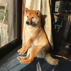 柴犬ルルちゃん/ペット/犬 素敵なご婦人🌷🌸🌹🌺🌻🌼
外を眺めていま…(1枚目)