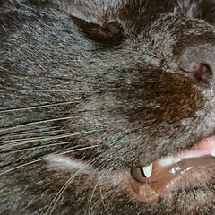 黒猫 うちの猫ジジ。他の猫とちょっと違う。こん…(3枚目)