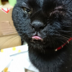 黒猫 うちの猫ジジ。他の猫とちょっと違う。こん…(1枚目)