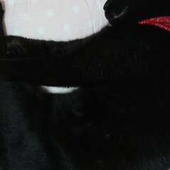 黒猫 うちの猫ジジ。他の猫とちょっと違う。こん…(4枚目)