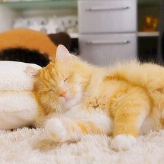 猫 お昼寝する時の枕は あると猫も快適ですの…(1枚目)