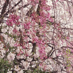 桜が🌸綺麗で見惚れてました(´∀｀)/おでかけ (1枚目)