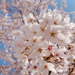 春のフォト投稿キャンペーン 桜🌸
満開です😊(1枚目)