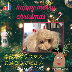 ムック/ペット/犬/わんこ同好会/クリスマス メリークリスマス🎄🎁🎅
(1枚目)