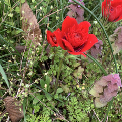 花 家の近くで見つけました。
赤が鮮やかなひ…(1枚目)