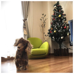 クリスマスツリー/エアリーシェイプ/犬と暮らす/ダックスフンド/オリーブ 今年はクリスマスツリーを買いました🎄
で…(1枚目)