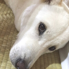 紀州犬   亀/ペット おはようございます🍀
東京の日(江戸から…(1枚目)