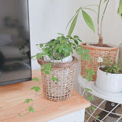 アイビー/フラワーベース/陶器/ユーカリ/シュガーバイン/テレビ台/... リサイクルショップで、カゴとフラワーベー…