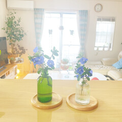 小さな庭/建売住宅/建売住宅だけど可愛く/ダイソー/セリア/雑貨/... おはょございます🔆🔅
今朝
アメリカ…