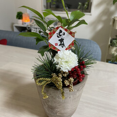 お正月飾り/ガジュマル/リビング/観葉植物 ガジュマルの鉢のお正月飾り🎍(1枚目)