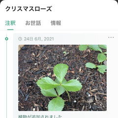 アプリ/謎の鉢🪴/小さな庭/カフェ風/北欧/ナチュラル おはょございます🔆🔅

植物の📸を撮るだ…(1枚目)