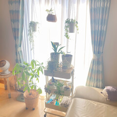 窓辺の観葉植物/建売住宅/建売住宅だけど可愛く/リビング/IKEA/キャンドゥ/... 本日、快晴☀️.°

窓辺に植物達を移動…(1枚目)