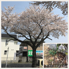 春/ツクシ/桜 今日もあたかぃ😆💕(1枚目)