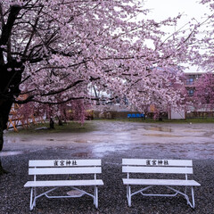 宇都宮市/しっとり/雨と桜/雨の日/雀宮神社/神社 近所の神社の桜
雨の日なので、訪れる人も…(2枚目)