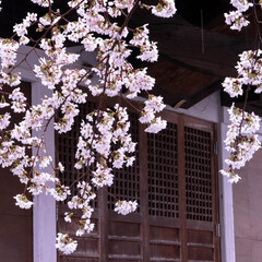 宇都宮市/しっとり/雨と桜/雨の日/雀宮神社/神社 近所の神社の桜
雨の日なので、訪れる人も…(5枚目)