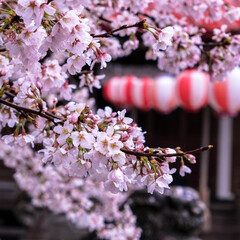 宇都宮市/しっとり/雨と桜/雨の日/雀宮神社/神社 近所の神社の桜
雨の日なので、訪れる人も…(3枚目)