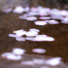 宇都宮市/しっとり/雨と桜/雨の日/雀宮神社/神社 近所の神社の桜
雨の日なので、訪れる人も…(6枚目)