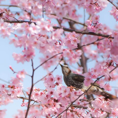 宇都宮市/春の訪れ/ヒヨドリ/メジロ/河津桜 桜満開🌸
春が来ました♥(1枚目)