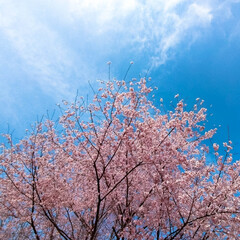 宇都宮市/春の訪れ/ヒヨドリ/メジロ/河津桜 桜満開🌸
春が来ました♥(2枚目)