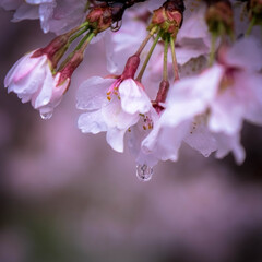 宇都宮市/しっとり/雨と桜/雨の日/雀宮神社/神社 近所の神社の桜
雨の日なので、訪れる人も…(4枚目)