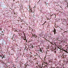宇都宮市/春の訪れ/ヒヨドリ/メジロ/河津桜 桜満開🌸
春が来ました♥(4枚目)