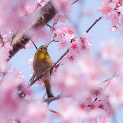 宇都宮市/春の訪れ/ヒヨドリ/メジロ/河津桜 桜満開🌸
春が来ました♥(3枚目)