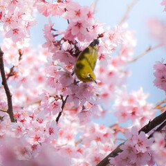 宇都宮市/春の訪れ/ヒヨドリ/メジロ/河津桜 桜満開🌸
春が来ました♥(5枚目)
