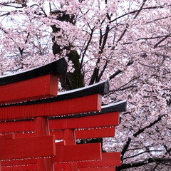 宇都宮市/しっとり/雨と桜/雨の日/雀宮神社/神社 近所の神社の桜
雨の日なので、訪れる人も…(7枚目)
