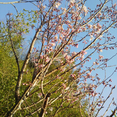 春/桜/風景 おはようございます(*´ω｀*)
我が家…(2枚目)