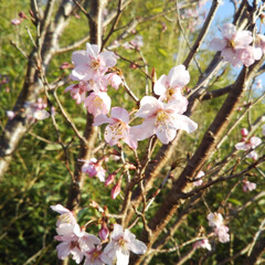 春/桜/風景 おはようございます(*´ω｀*)
我が家…(1枚目)