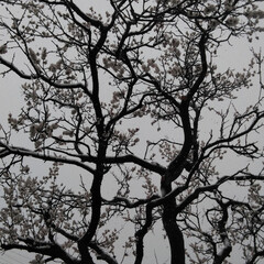春のフォト投稿キャンペーン/風景/おでかけワンショット 桜に雪が積もりました！(2枚目)