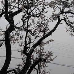 春のフォト投稿キャンペーン/風景/おでかけワンショット 桜に雪が積もりました！(1枚目)