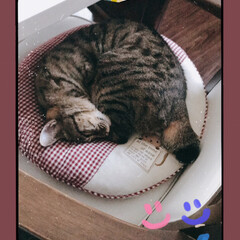 アンモニャイト/キジトラ女子/にゃんこ同好会/にゃんこ日めくり おはようございます😊☀️
今日は気温が上…
