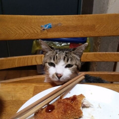 ペット/猫 食べたい‼️でも見られてるから食べれない…(1枚目)