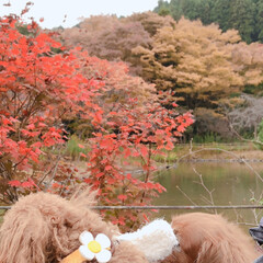 散歩/紅葉/秋/ペット/犬/風景 近くの神社にお散歩がてら紅葉を見に行って…(2枚目)