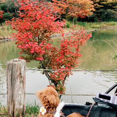 散歩/紅葉/秋/ペット/犬/風景 近くの神社にお散歩がてら紅葉を見に行って…(1枚目)