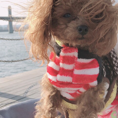 海/お散歩/ペット/犬 今日は海を見ながらお散歩しました。風が冷…(3枚目)