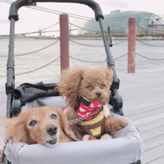 海/お散歩/ペット/犬 今日は海を見ながらお散歩しました。風が冷…(1枚目)
