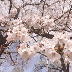 春のフォト投稿キャンペーン/はじめてフォト投稿/おでかけ 定番ですが桜です🎵
久しぶりにお花見しま…(1枚目)