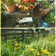雑貨/DIY/100均 わが家の雑草だらけの庭にも毎年
咲いてく…(1枚目)